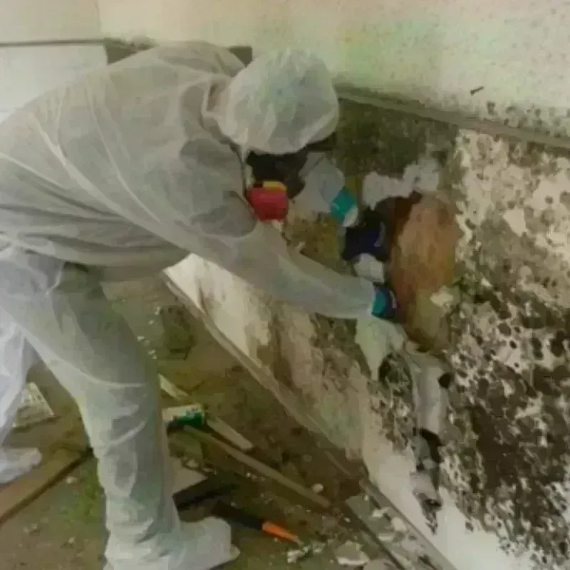 Mold Remediation and Removal in Saint Paul, IN